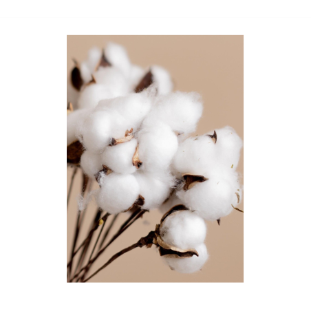 نبتة القطن 